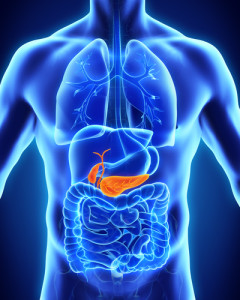 An image of the Pancreas