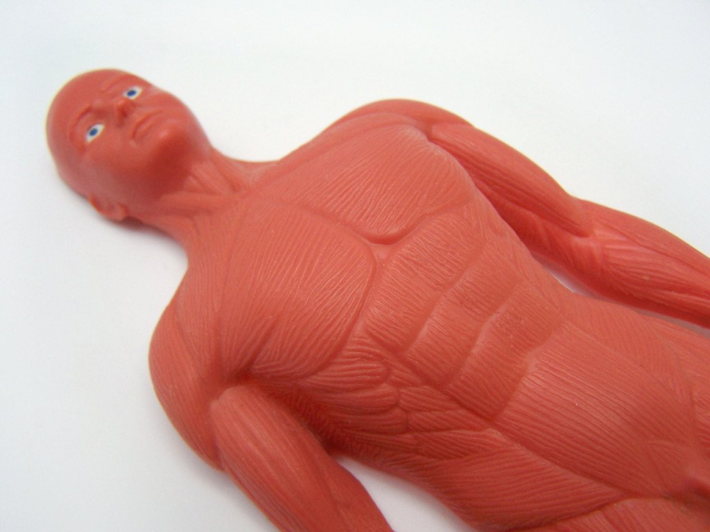 Anatomy doll image